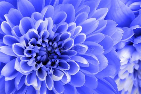 Macro Of Blue Aster Flower Stock Image Image Of Petal 106266655