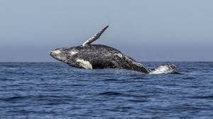 ويساوي وزن لسان الحوت الازرق وزنَ فيل. صور الحوت الازرق وحقائق هامه • طبيعة
