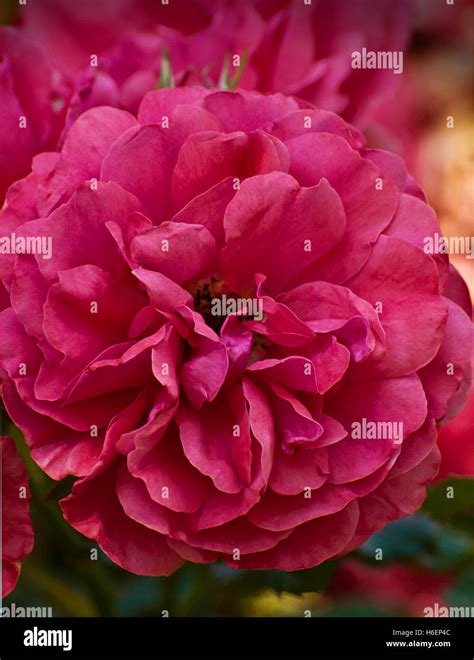 Beautiful Purple Rose In Garden With Blurred Background Stock Photo Alamy