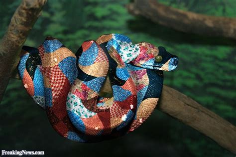 Bad Camouflage Animals Snake Kinds Of Snakes