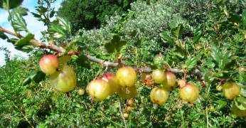 I planted this bush last year and it gave me some berries this year. Gooseberries