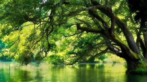 árbol De Hojas Verdes Paisaje Naturaleza Río Macedonia Bosque
