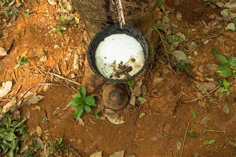 Plantação De Borracha De Seringueira Linha De árvores Bonitas Por