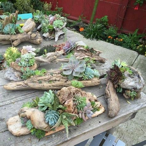 Absolutely Awesome Driftwood Planters That Will Amaze You Top Dreamer