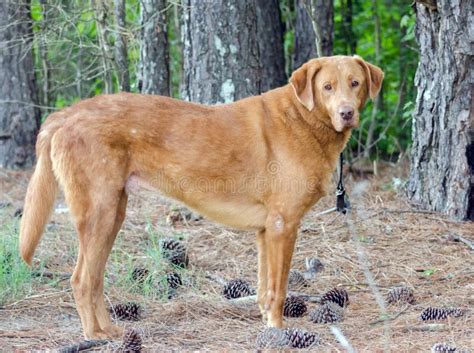 Golden Retriever Labrador Mixed Breed Dog Stock Image Image Of