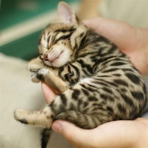 A Bounty Of Bengal Kittens Catster