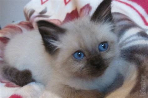 The good news is that, if you are open to having an active cat, you will happily give them the attention and love needed because they are incredibly lovable! Balinese cat - Buy on www.bizator.com