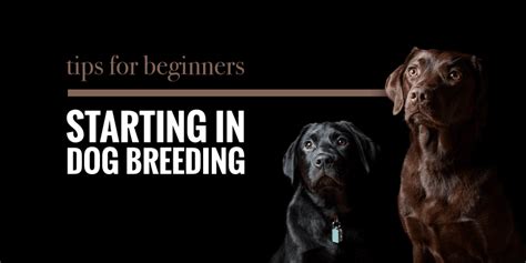 11 Tips For Beginners Starting In Dog Breeding