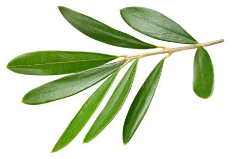 Olive Leaves Isolated On White Stock Photo Image Of Isolated Healthy