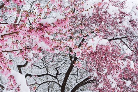 Snow Covered Cherry Blossoms In 2021 Cherry Blossom Wallpaper Cherry
