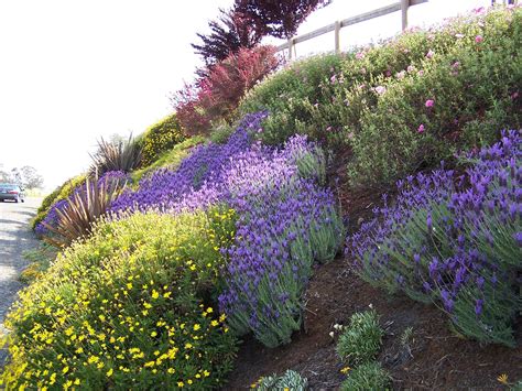 Drought Tolerant Deer Resistant Hillside Deer Resistant Garden