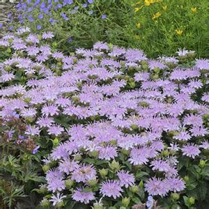 'denim 'n lace' russian sage. 12 Hardy, Deer Resistant Proven Winners Perennials ...