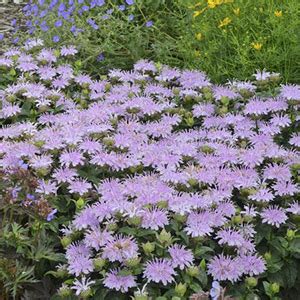 Huge sale on deer resistant flowers perennial now on. 12 Deer Resistant Perennials - List of Perennials Deer Won ...