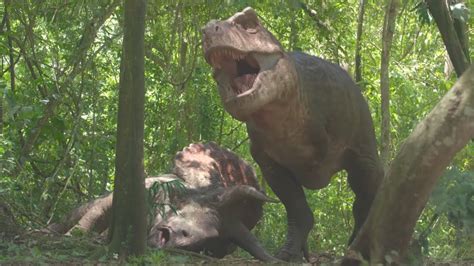 Tyrannosaurus Rex Feeding On Triceratops Prehistoric Planet Youtube