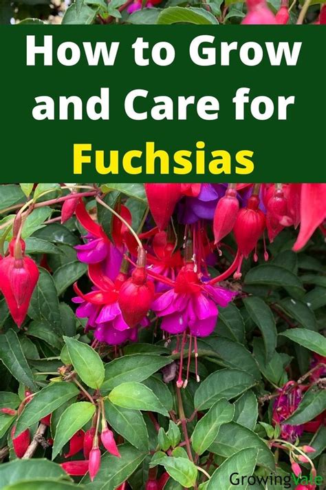 Fuchsia Flower Fuchsia Seeds Fuchsia Plant Fuchsia Flower Fuchsia