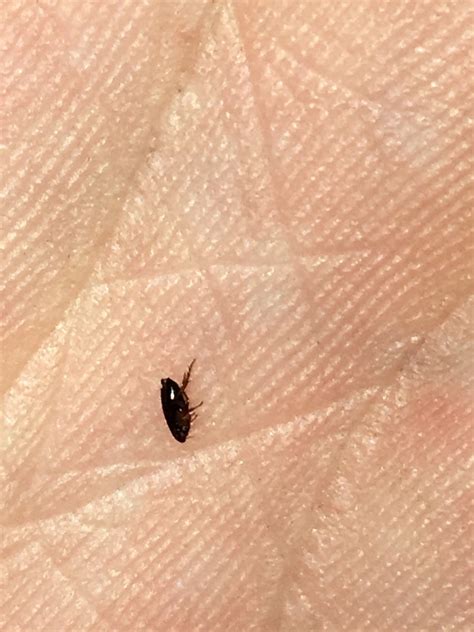 What Are These Tiny Black Bugs In My House