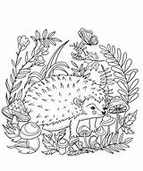 Hedgehog Coloring Printable sketch template