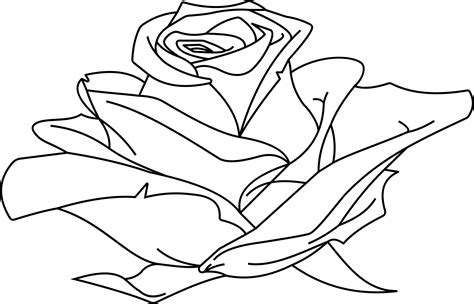 Rose Line Drawing At Getdrawings Free Download