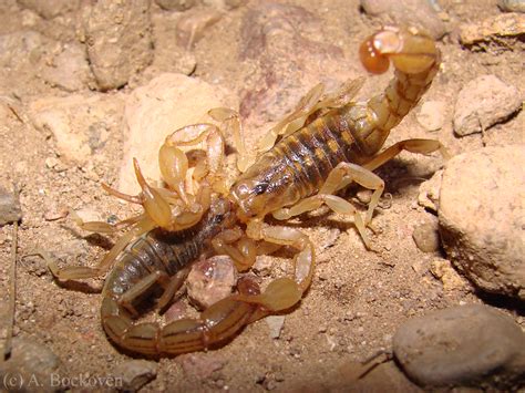Слушать песни и музыку scorpions онлайн. Scorpion | Insectox
