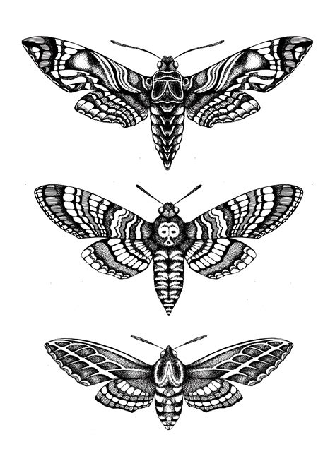 Hawk Moths Illustration Emily Carter Moth Tattoo Greek Tattoos