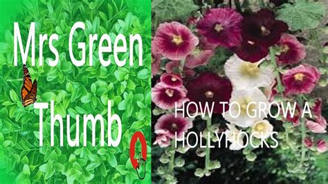 How To Grow Hollyhock Video At Home Seed To Plant Youtube
