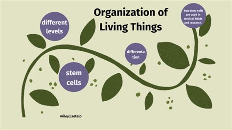 Organization Of Living Things By Miley Sotelo Student