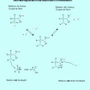 We are pioneers in neuroscience. Aminosäuren in Chemie | Schülerlexikon | Lernhelfer