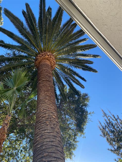 Palm Tree Trimming Service in Los Angeles | Tree Service in LA