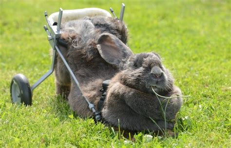 Disabled Bunny Given Wheelchair After Owner Snubs Vets Advice To