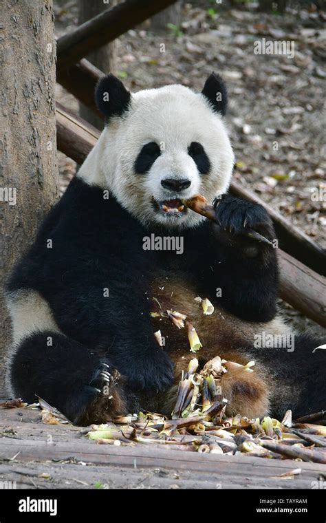 Giant Panda Pandabär Ailuropoda Melanoleuca Chengdu Research Base Of