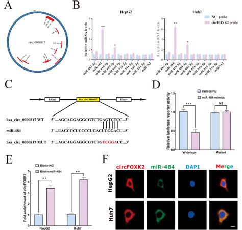 Circfoxk Acts As An Mirna Sponge For Mir In Hcc Cells A Map Of