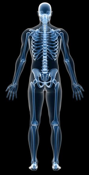 All the material is carefully researched. Human Skeleton Pictures, Images and Stock Photos - iStock