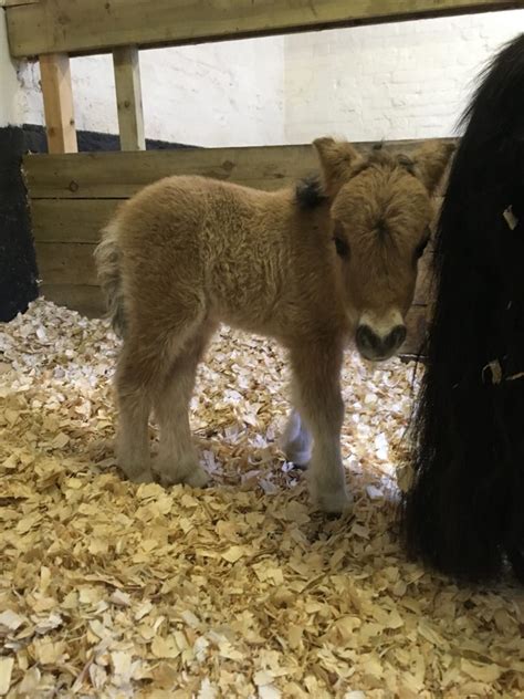 Introducing Our Beautiful Miniature Shetland Foal Xyla Godstone