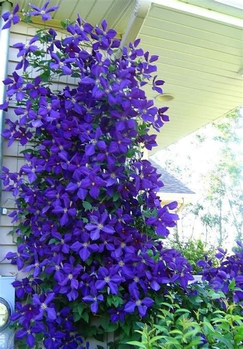 Flowers are fragrant and make good cut flowers. Clematis Vine seed Perennial Flower Summer Blooms! Violet ...