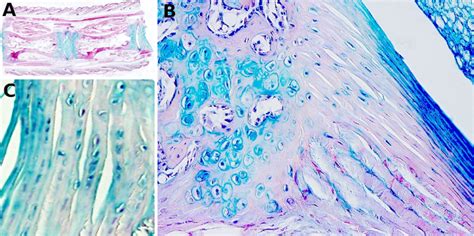 Tejidos Animales Cartílago Fibrocartílago Atlas De Histología