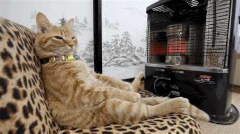 Heater GIFs - Find & Share on GIPHY
