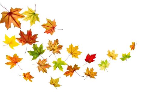 Autumn Maple Leaves — Stock Vector © Angelp 13414202