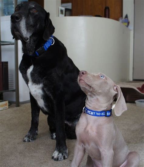 Now that the whole dog attack fiasco is over in hindsight there are probably several things i could have done differently to avoid stetson's dog bite to the tail. Older Dog is Aggressive to My New Puppy - ThatMutt.com