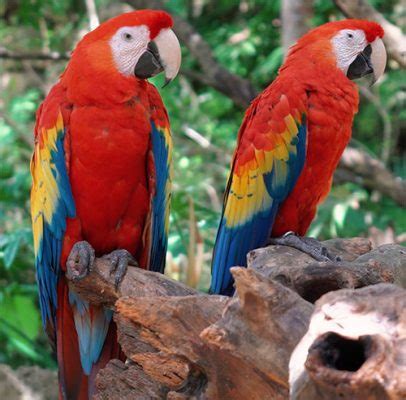 La roja album has 1 song sung by el chinchilla, la banda del capitán canalla. LA GUACAMAYA ROJA ENTRA EN LA LISTA DE ESPECIES EN PELIGRO ...