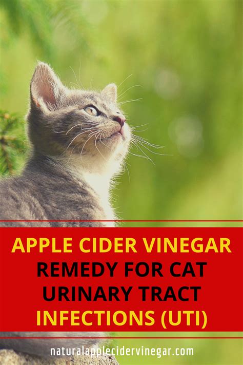 But utis are not to be taken lightly as they lead to even more if you suspect that your cat is suffering from a uti, there are measures you can take to treat the infection at home. Apple Cider Vinegar Remedy for Cat Urinary Tract ...