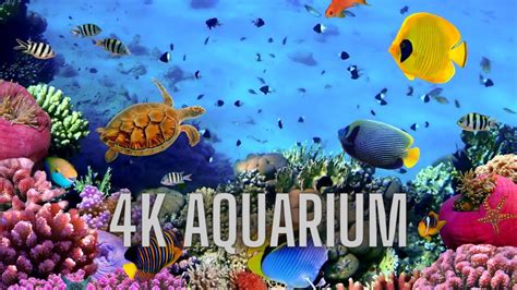 Stunning Aquarium Relax Music Youtube