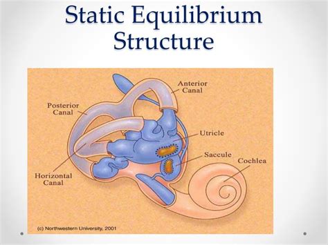Ppt Sense Of Hearing And Equilibrium Powerpoint Presentation Id2242920