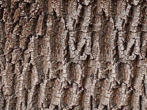 Tree Bark Texture For Photoshop Nature Grass And Foliage Textures
