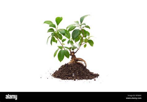 Isolated Bonsai Tree On Soil Stock Photo Alamy