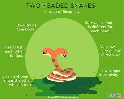 Headed Snakes Facts Snake Mocomi Fun