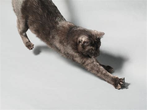 Free Stock Photo Of Black Cat Catch