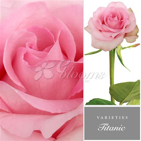 Titanic Rose Variety Light Pink Ebloomsdirect Eblooms Farm Direct Inc