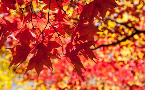 Wallpaper Sunlight Fall Leaves Depth Of Field Nature Red