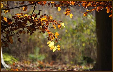 🔔🌻🌻🐭‿🐭🌻🌻🔔 Wenn Der Herbst In Den Wald Schaut Flickr