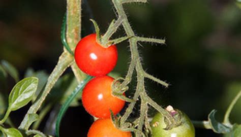 According to a chambers' group report (unpublished data), the soil at rio tinto borax has high levels of boron, insufficient organic matter, high levels of Growing Tomatoes In Northern Florida | Cromalinsupport